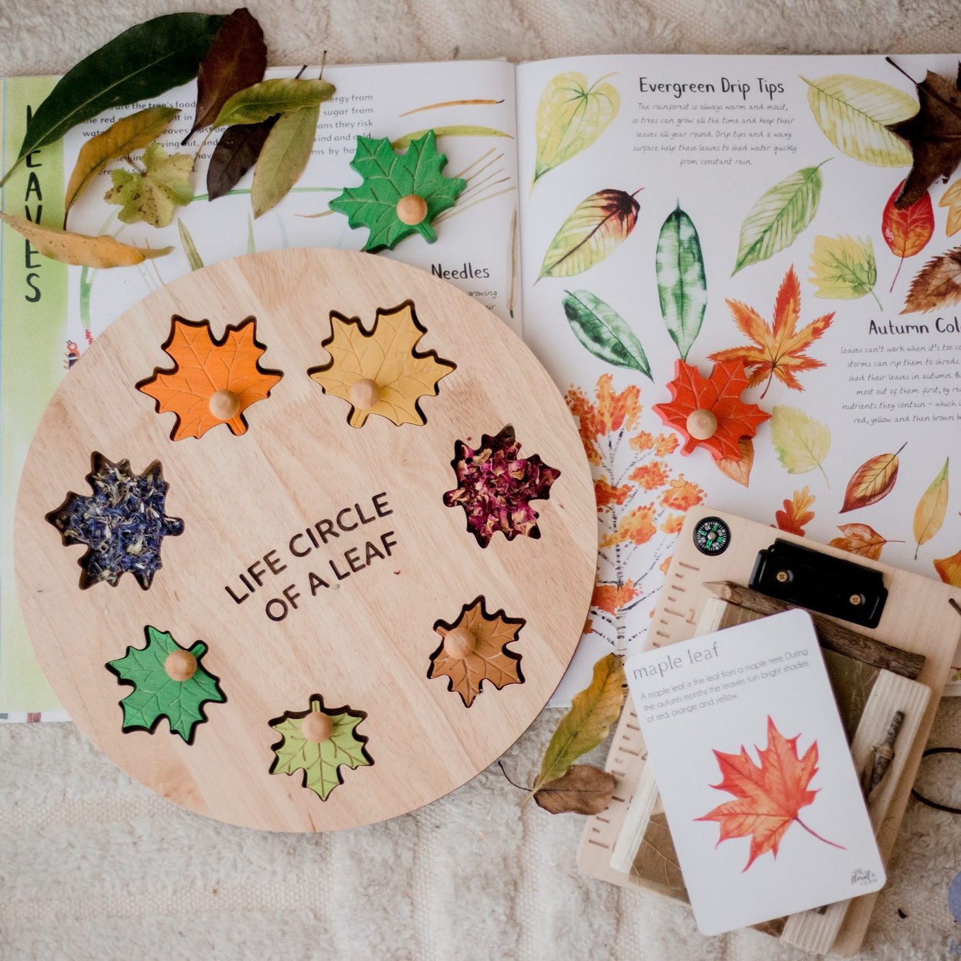 QToys Leaf Circle Of Life Puzzle